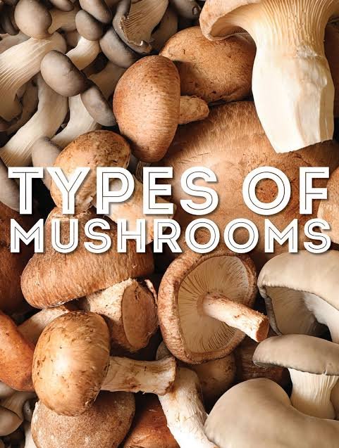 All Types Of Mashrooms